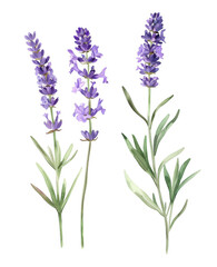 Naklejka premium Lavender Stems with Purple Flowers