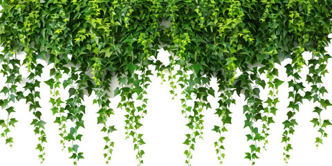 Fototapeta premium Curtain of Hanging Green Ivy