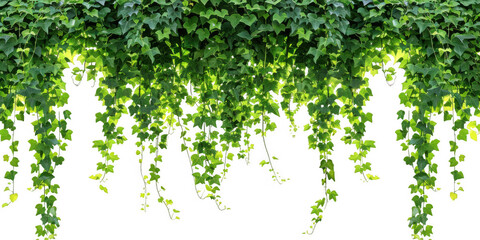 Curtain of Hanging Green Ivy