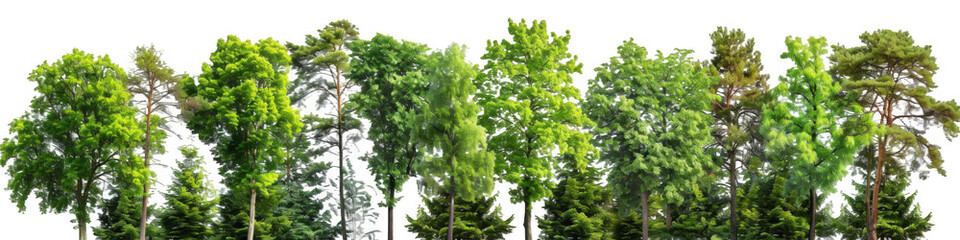 Dense Forest with Green Trees