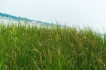 green grass in a meadow or field. Selective focus.