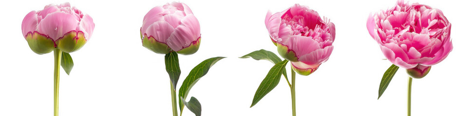 Fototapeta premium Pink Peony Flowers in Bloom