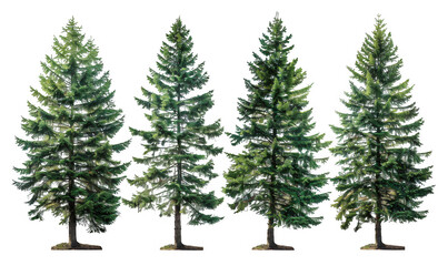 Fototapeta premium Tall Pine Trees with Lush Green Foliage