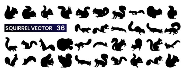 Set of 36 vector icons contains various stylized representations of squirrels. These icons can depict a squirrel standing, sitting, holding a nut, climbing a tree, or jumping. © Raju