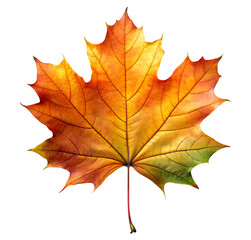 Fototapeta premium PNG vivid orange maple leaf close-up transparent