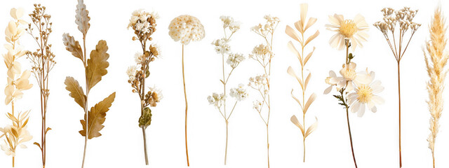 Dried White Flowers and Leaves