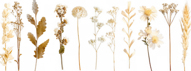 Dried White Flowers and Leaves