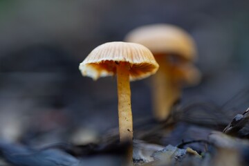 Close-up of two wild mushrooms in a forest setting with a blurred background.