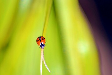 Coccinelle