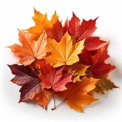 Fototapeta premium Pile of autumn colored leaves isolated on white background.A heap of different maple dry leaf .Red and colorful foliage colors in the fall season