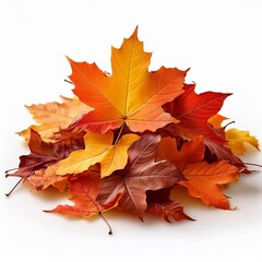 Fototapeta premium Pile of autumn colored leaves isolated on white background.A heap of different maple dry leaf .Red and colorful foliage colors in the fall season
