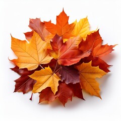 Fototapeta premium Pile of autumn colored leaves isolated on white background.A heap of different maple dry leaf .Red and colorful foliage colors in the fall season