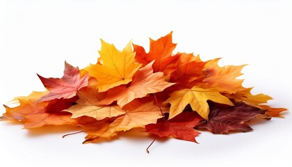 Pile of autumn colored leaves isolated on white background.A heap of different maple dry leaf .Red and colorful foliage colors in the fall season