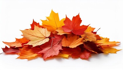 Fototapeta premium Pile of autumn colored leaves isolated on white background.A heap of different maple dry leaf .Red and colorful foliage colors in the fall season