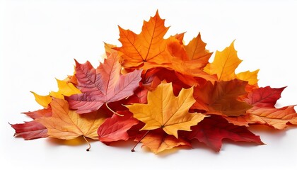 Pile of autumn colored leaves isolated on white background.A heap of different maple dry leaf .Red and colorful foliage colors in the fall season