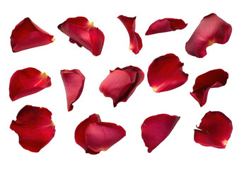Scattered Red Rose Petals