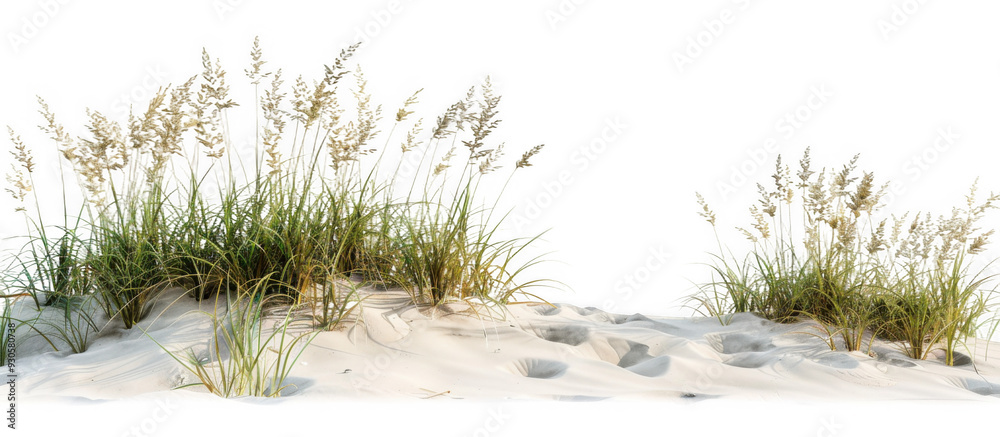 Wall mural coastal sand dune with tall grasses