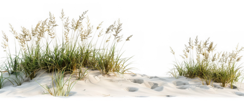 Coastal Sand Dune with Tall Grasses