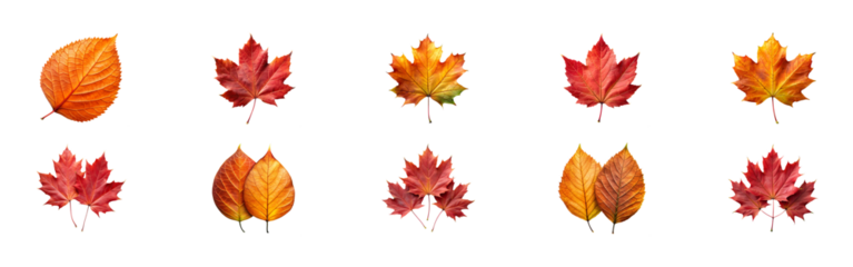 Collection of autumn leaves in orange and red hues, transparent PNG file