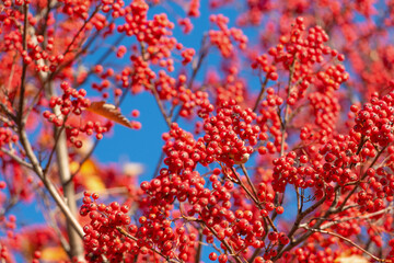 rowan tree with red berry close up background
