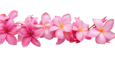 Fototapeta premium Cascading Pink Frangipani Flowers