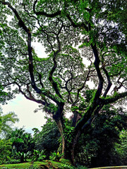 Obraz premium tree in the park