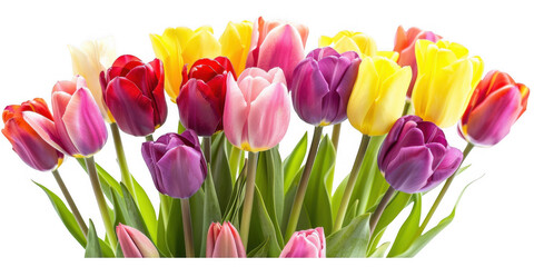 Fototapeta premium Colorful Tulip Bouquet