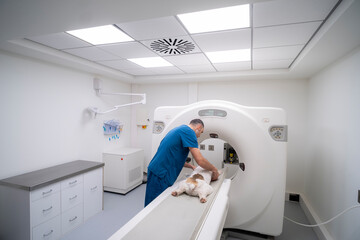 A veterinarian in blue scrubs carefully positions a small dog on the bed of a CT scanner in a...