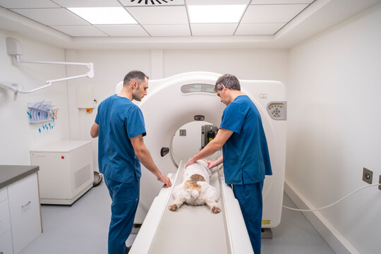 Two veterinarians in blue scrubs collaborate to operate a CT scanner, carefully positioning a small dog for an imaging procedure. The modern clinic is equipped with the latest technology.