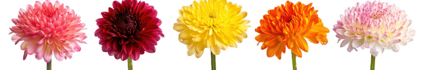 Row of Colorful Chrysanthemum Flowers