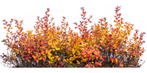 Dense Autumn Foliage Bush