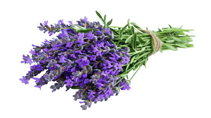 Fototapeta premium Fresh Lavender Sprigs Bundle