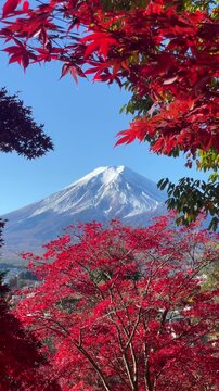 Mount Fuji framed by red maple leaves during the autumn season in Fujiyoshida, Japan. 