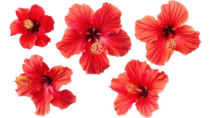 Collection of Red Hibiscus Flowers