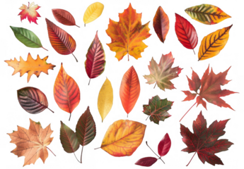 Collection of Colorful Autumn Leaves