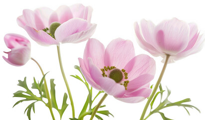 Obraz premium Pastel Pink Anemone Flowers