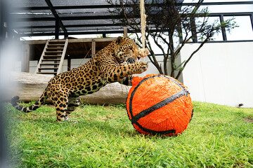 jaguar jugando