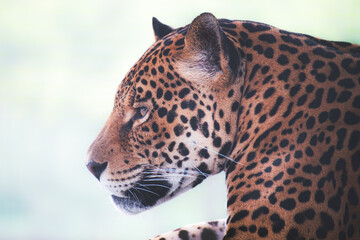 jaguar © gustavoisaac