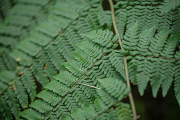 fern leaf background