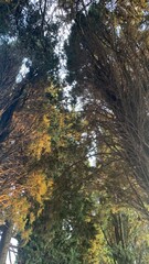 autumn in the forest