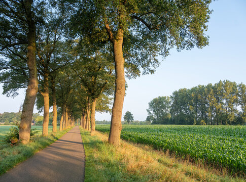 corn field and trees along road in dutch achterhoek near doetinchem under blue summer sky