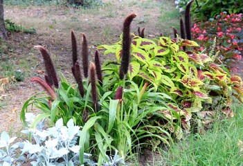 Brown inflorescences of Pennisetum glaucum, Coleus and Purple leaves on a beautiful flower bed in the garden with various other plants
