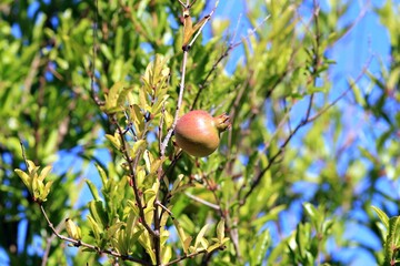 The ripening pomegranate fruit in the park against the sky
