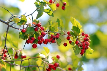 Ripening fruits of Crataegus arnoldiana in the garden on a blurred background
