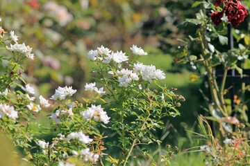Delicate white roses in the park on a blurred background
