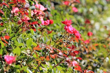 Obraz premium Pink roses in the park on a blurred background 