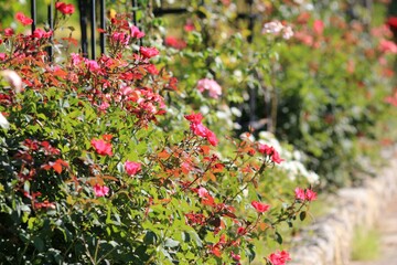 Pink roses in the park on a blurred background
