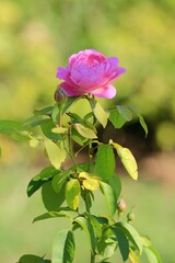 Pink roses in the park on a blurred background
