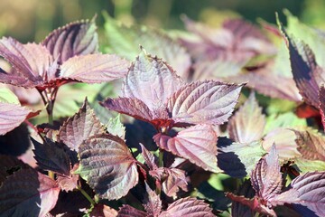 Purple leaves of Perilla frutescens on a flower bed in the park
