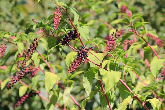 Ripening fruits and leaves of Phytolacca americana
